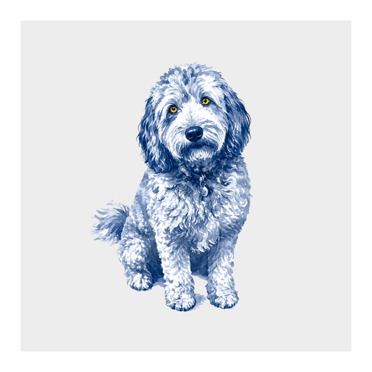 Labradoodle